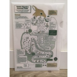 [Rare] Rabbit Digestive Anatomy Table File